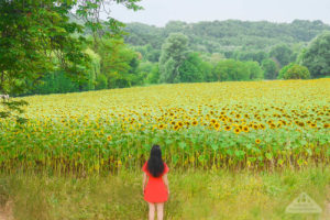 Sunflower fields of Provence France